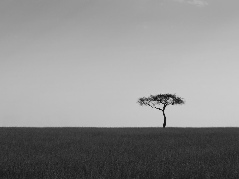 Tree BW